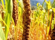 赤峰小米飯店電話多少號