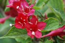 赤峰九角楓苗供應(yīng)電話號碼