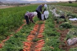 收購赤峰蘿卜廠家電話是多少號(hào)