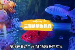 赤峰魚(yú)市慈鯛養(yǎng)殖基地電話(huà)號(hào)碼