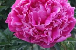 赤峰市牡丹芍藥基地電話號碼