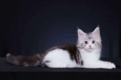 赤峰同城撿貓電話號碼查詢