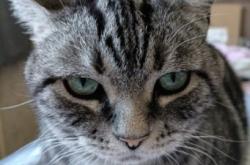 赤峰尋找虎斑貓電話(huà)多少號(hào)