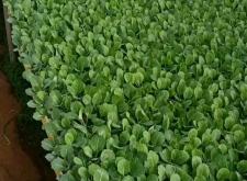 赤峰甘藍(lán)育苗基地電話多少號