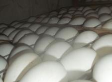 赤峰賣半大鵝苗電話號碼多少