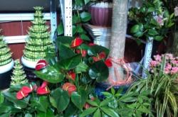 赤峰海盛鮮花店電話多少號(hào)