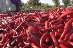 赤峰辣椒合作社電話多少號(hào)