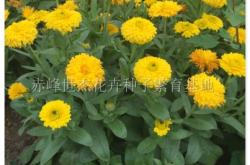 赤峰博農(nóng)種子公司電話(huà)號(hào)碼