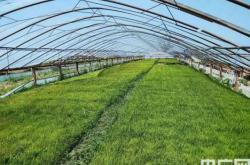 赤峰市水稻收購電話號碼是多少