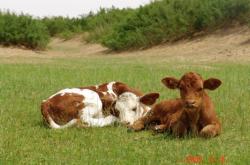 赤峰牛犢收售電話(huà)號(hào)碼查詢(xún)地址