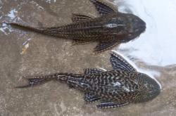 赤峰吃奶魚批發(fā)電話號碼查詢