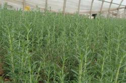 赤峰平莊老姜種植基地電話號碼