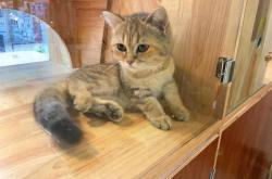 赤峰汪喵寵物店地址電話號碼