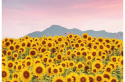 赤峰向日葵花海的具體位置