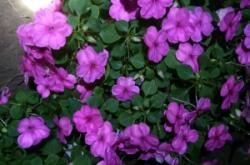 赤峰興虹水族館地址電話號碼