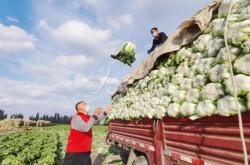 赤峰收大白菜電話號(hào)碼是多少