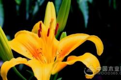 赤峰祭壇花批發(fā)電話號(hào)碼是多少