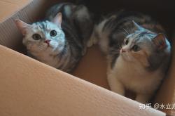 赤峰喂貓服務(wù)電話號碼查詢地址