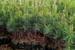 赤峰樟子松植物園電話多少號(hào)