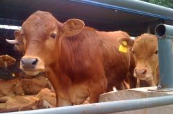 赤峰市敖漢旗羊苗廠電話號(hào)碼