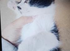 赤峰領(lǐng)養(yǎng)中心地址電話號碼查詢