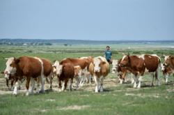 赤峰養(yǎng)牛二姐電話號碼查詢