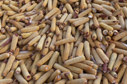 赤峰林西收玉米電話號(hào)碼是多少