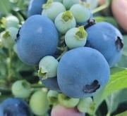 赤峰市藍(lán)莓采摘園地址電話號碼