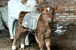 赤峰小牛犢廠家電話多少號