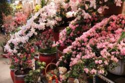 赤峰花卉市場(chǎng)動(dòng)物園電話號(hào)碼