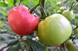 赤峰柴雞孵化場電話多少號