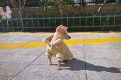 赤峰領(lǐng)養(yǎng)靈緹電話多少號啊