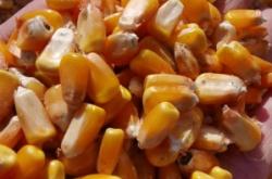 赤峰市甜糯玉米訂單電話號碼