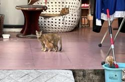 內(nèi)蒙古赤峰領(lǐng)養(yǎng)幼貓電話號碼