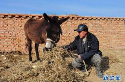 赤峰養(yǎng)驢合作社的電話號(hào)碼
