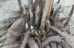 赤峰有賣鮮赤芍的嗎電話號(hào)碼