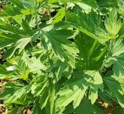 赤峰端午艾草種植基地電話號碼