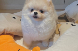 赤峰夢幻田園犬舍電話號碼查詢