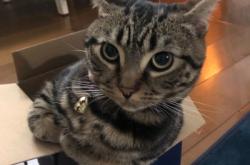 赤峰送水貓電話是多少啊