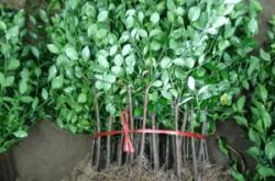 赤峰冬青綠化苗商家電話號(hào)碼