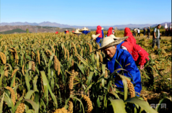 赤峰木材顆粒機(jī)銷售店電話號(hào)碼