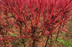 赤峰附近樹苗種植基地電話號(hào)碼