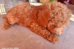 赤峰寵物交易市場