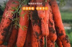 赤峰紅胡蘿卜種植基地電話號碼