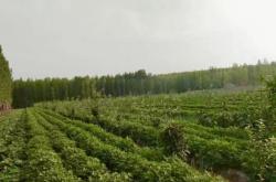 赤峰林西奶牛場電話地址查詢