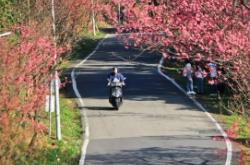 赤峰櫻花大道地址電話號碼