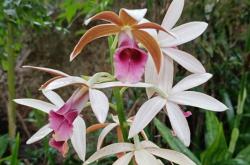 赤峰松山區(qū)林業(yè)局電話號(hào)碼