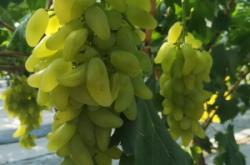 赤峰興隆莊葡萄園地址電話號碼