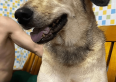 赤峰菲菲寵物診所電話號碼查詢