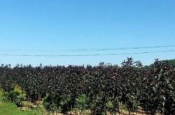 赤峰樹(shù)苗基地電話多少號(hào)碼